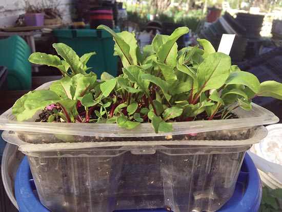 Repurposed salad-green containers make great seedling trays.